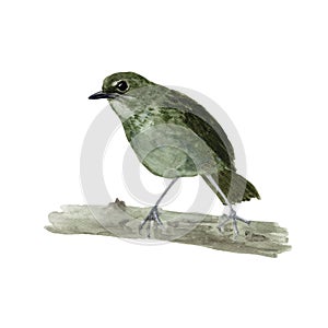 Bird Watercolor painting isolated. Watercolor hand painted cute animal illustrations.