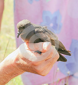 Bird in hand. photo