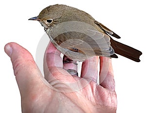 A Bird in the Hand