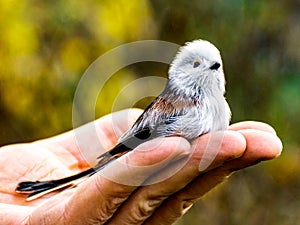 A bird in the hand is worth two in the bush! Long-tailed tit