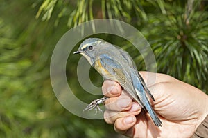 Bird in  hands of an ornithologist close up