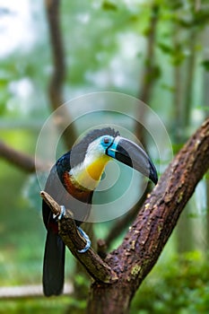 Bird hannel-billed toucan, Ramphastos vitellinus