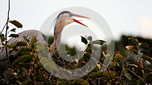 Bird: Happy Great Blue Heron