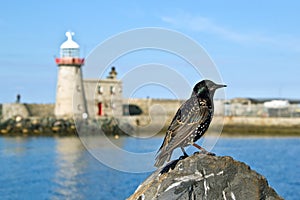 Bird at the harbor of Dublin Howth