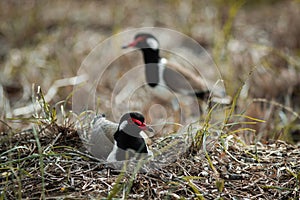 The Red-wattled Lapwing.