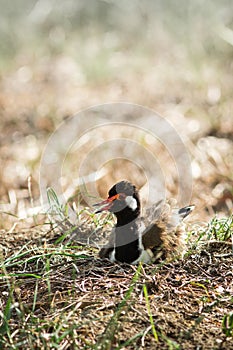The Red-wattled Lapwing.