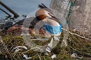 Bird hatching eggs. Great crested grebe with plastic waste. Podiceps cristatus in nest. Plastic pollution and nature conservation