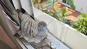 Bird hatching on Window