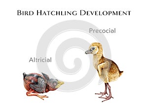 Bird hatchling development study table. Watercolor hand drawn illustration. Difference between baby bird chicks