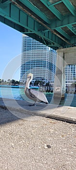 Bird at Haulover Park