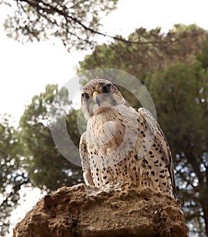Bird hawk watching its prey photo