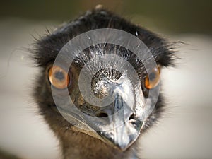 Bird head-Emu Brown is Australia`s largest autochthonous bird. It has fluffy, loosely merging gray-brown feathers