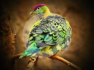 Bird head profile with multicolored and distinctive colors photo