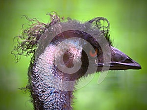Bird head profile with multicolored and distinctive colors photo