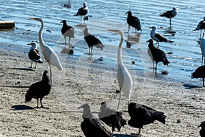 Bird, herons, vultures and gulls