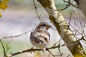 A bird hidden on a branch  sparrow