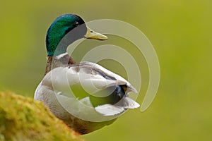 Bird hidden in the grass. Water bird Mallard, Anas platyrhynchos, duck in the green vegetation. Bird from European nature