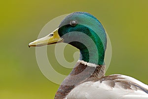 Bird hidden in the grass. Water bird Mallard, Anas platyrhynchos, duck in the green vegetation. Bird from European nature