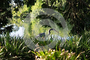 Bird hides next to Stow Lake