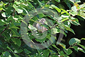 Bird hiding in the bushee photo