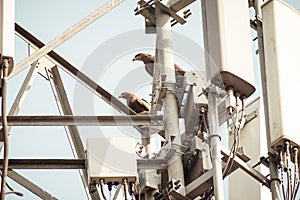 Bird on a High-Voltage Transmission Line. Birds don`t get shocked when they sit on electrical wires as both of the bird`s feet a