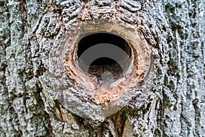bird hollow in a tree close-up. Bird house, bark of tree with a hollow, invoice, texture