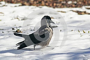 Bird hooded crow strong paces around the deep white snow