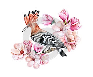 Bird hoopoe sitting on a flowering spring branch. Magnolia flowers. Watercolor.