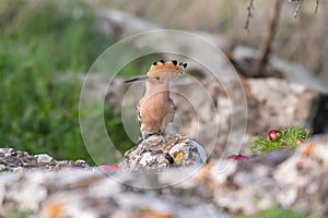 Bird Hoopoe Upupa epops, in the nabitat