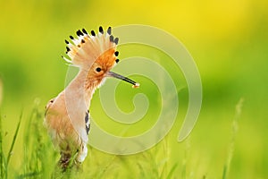 Bird Hoopoe Upupa epops, summer time in Poland Europe flying bird