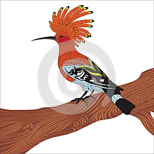 Bird hoopoe vector illustration,