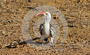 Bird hornbill in Africa