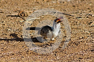 Bird hornbill in Africa