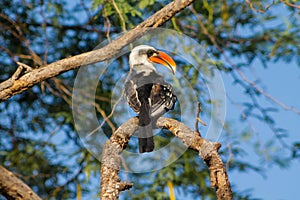Bird hornbill in Africa wildlife