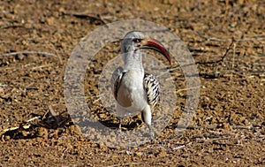 Bird hornbill on the ground in Africa wildlife