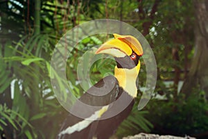 Bird hornbills