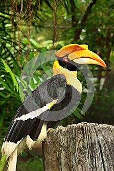 Bird hornbills