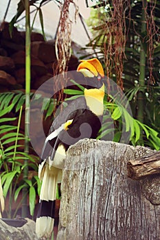 Bird hornbills