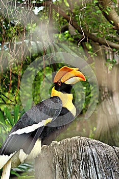 Bird hornbills