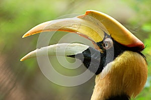 Bird Hornbills