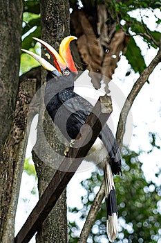 Bird Hornbills during feeding time