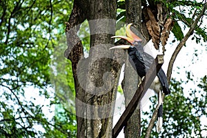 Bird Hornbills during feeding time