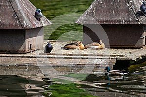 Bird house and birds on the pond Warmer Damm in Wiesbaden