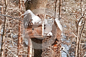 Bird house. Booth breeding on tree