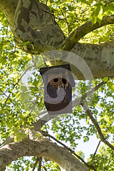 Bird house hanging high on an old plane tree