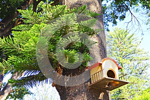 Bird house in atlixco puebla mexico II photo