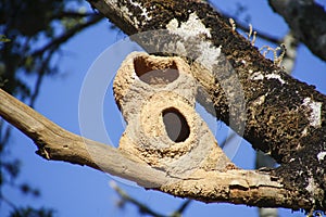 Pájaro casa en un árbol a cielo azul 