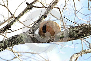 bird house joao de clay photo