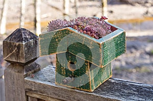 Bird house with a live green roof