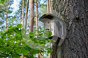 Bird house on a old tree. Wooden birdhouse, nesting box for songbirds